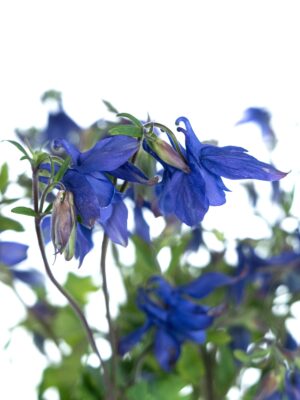 Blütendetail der Akelei Blue Lady in Violett