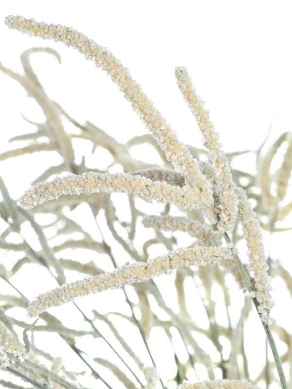 Nahaufnahme Amaranthus Yearming Desert in Weiß-Grau