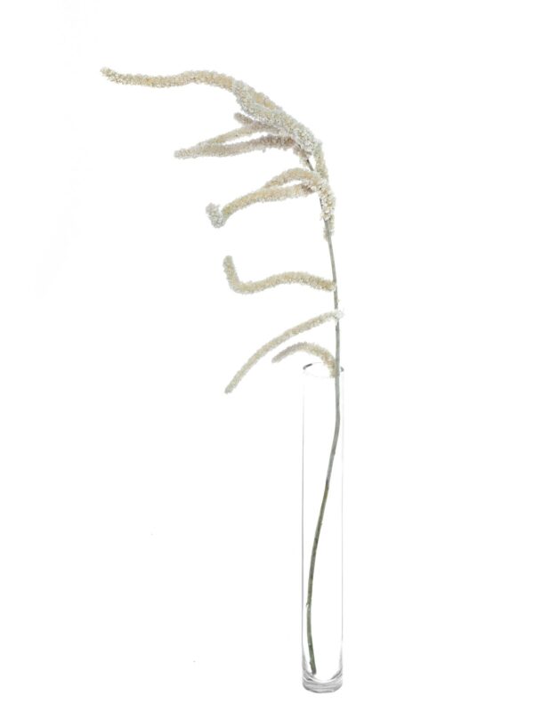 Ein einzelner Stiel Amaranthus Yearming Desert in Weiß-Grau in einer Vase