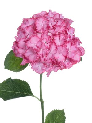 Nahaufnahme der Hortensie Magical Ornament in Pink-Weiß