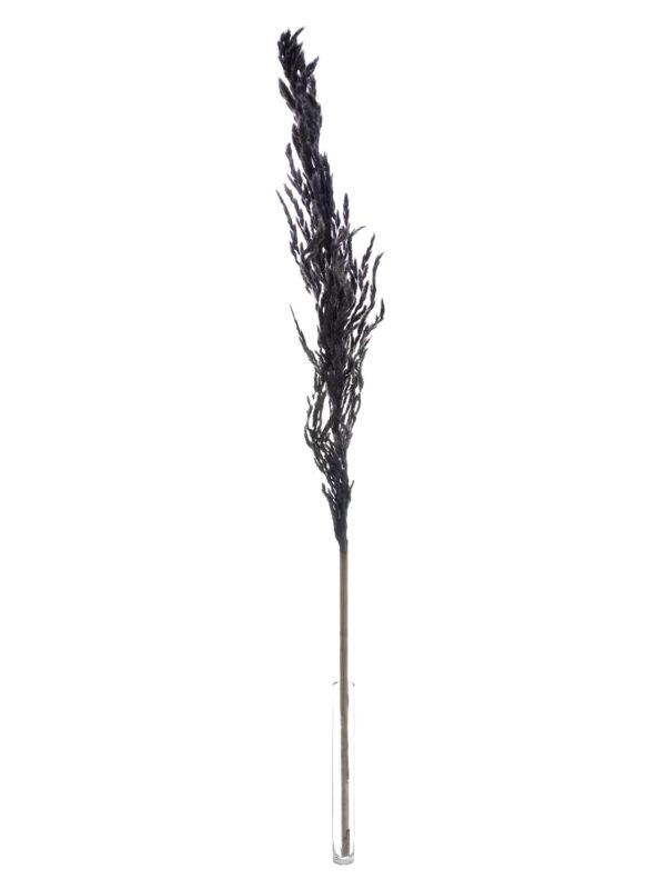 Ein einzelner Stiel Pampasgras Eryanthus getrocknet und gefaerbt schwarz in einer Vase