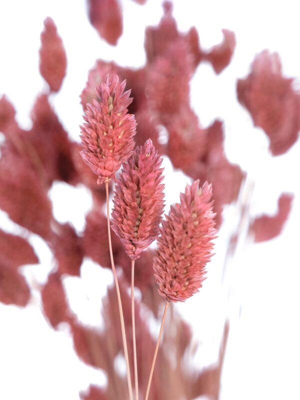 Detailaufnahme Phalaris Glanzgras in Pink gefrostet