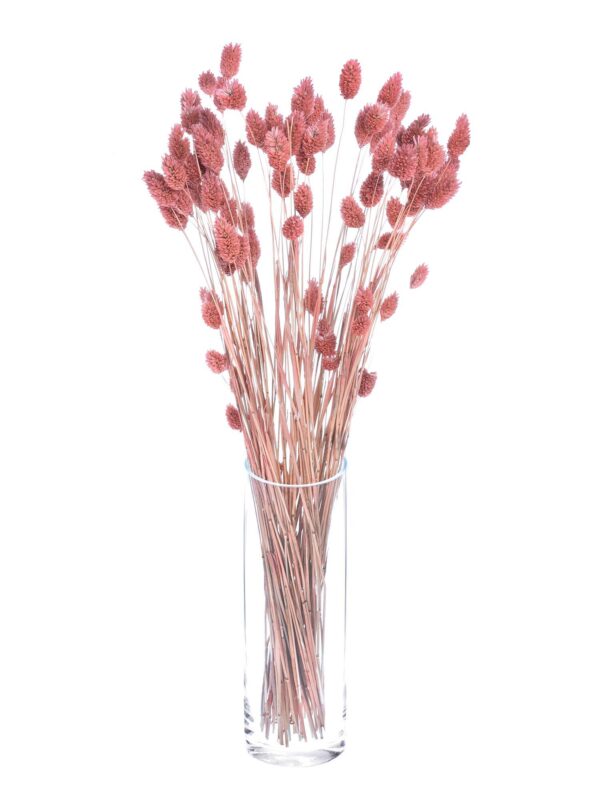 Phalaris Glanzgras in Pink gefrostet als Bund in einer Vase