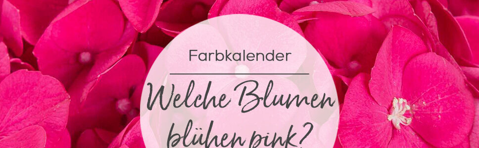 Welche Blumen blühen pink?