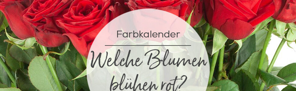 Welche Schnittblumen blühen rot? Ein saisonaler Blumenratgeber für rote Blumen