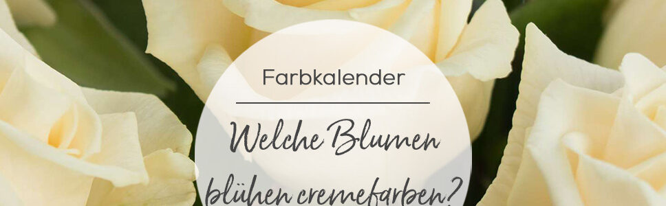 Farbkalender Cremefarbene Schnittblumen