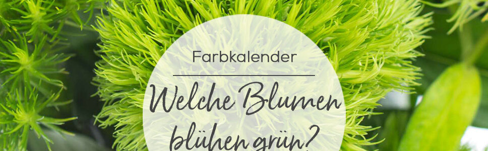 Grüne Schnittblumen online bestellen