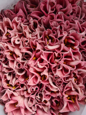 Tulpen painted