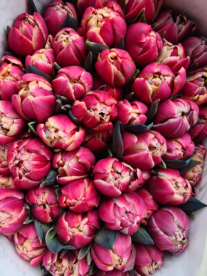 Tulpen painted gefüllt