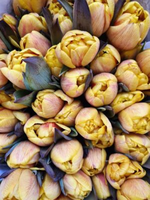 Tulpen painted gefüllt