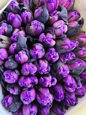 Tulpen painted