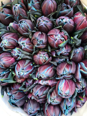 Tulpen painted gefüllt