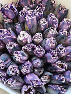 Tulpen painted gefranst 