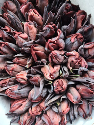 Tulpen painted