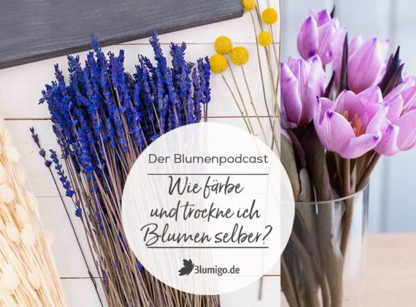 Neue Podcast-Folge: Wie färbe und trockne ich Blumen selber? - 