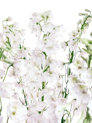 Rittersporn - Delphinium