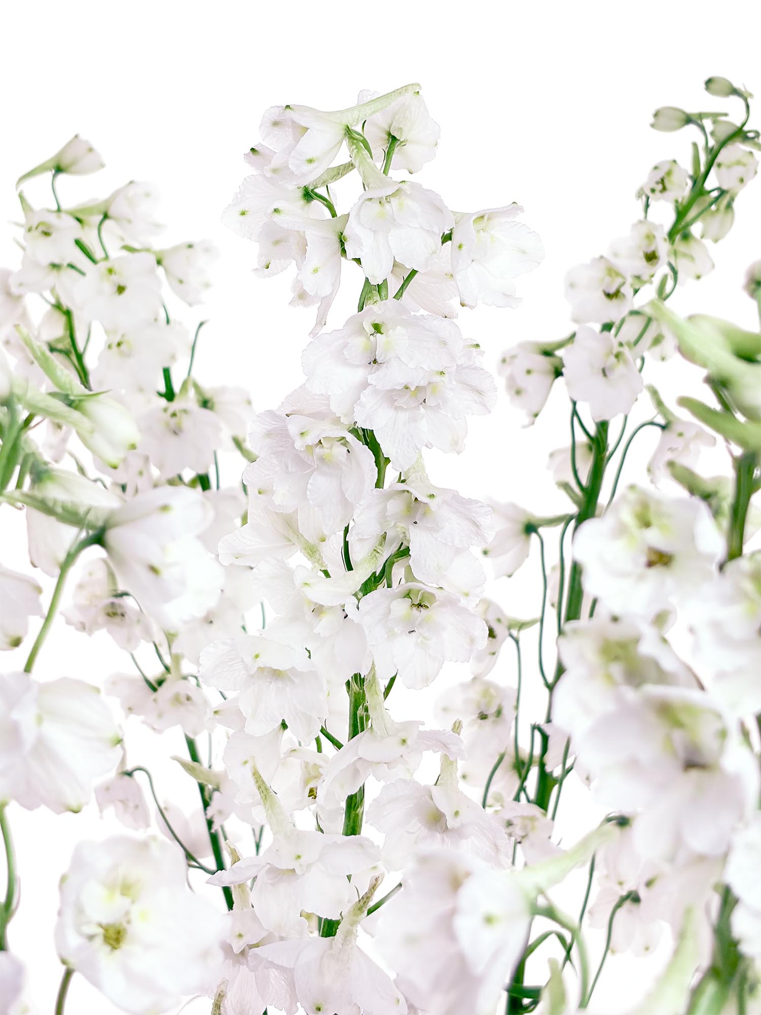 Rittersporn - Delphinium "Guardian White" weiß