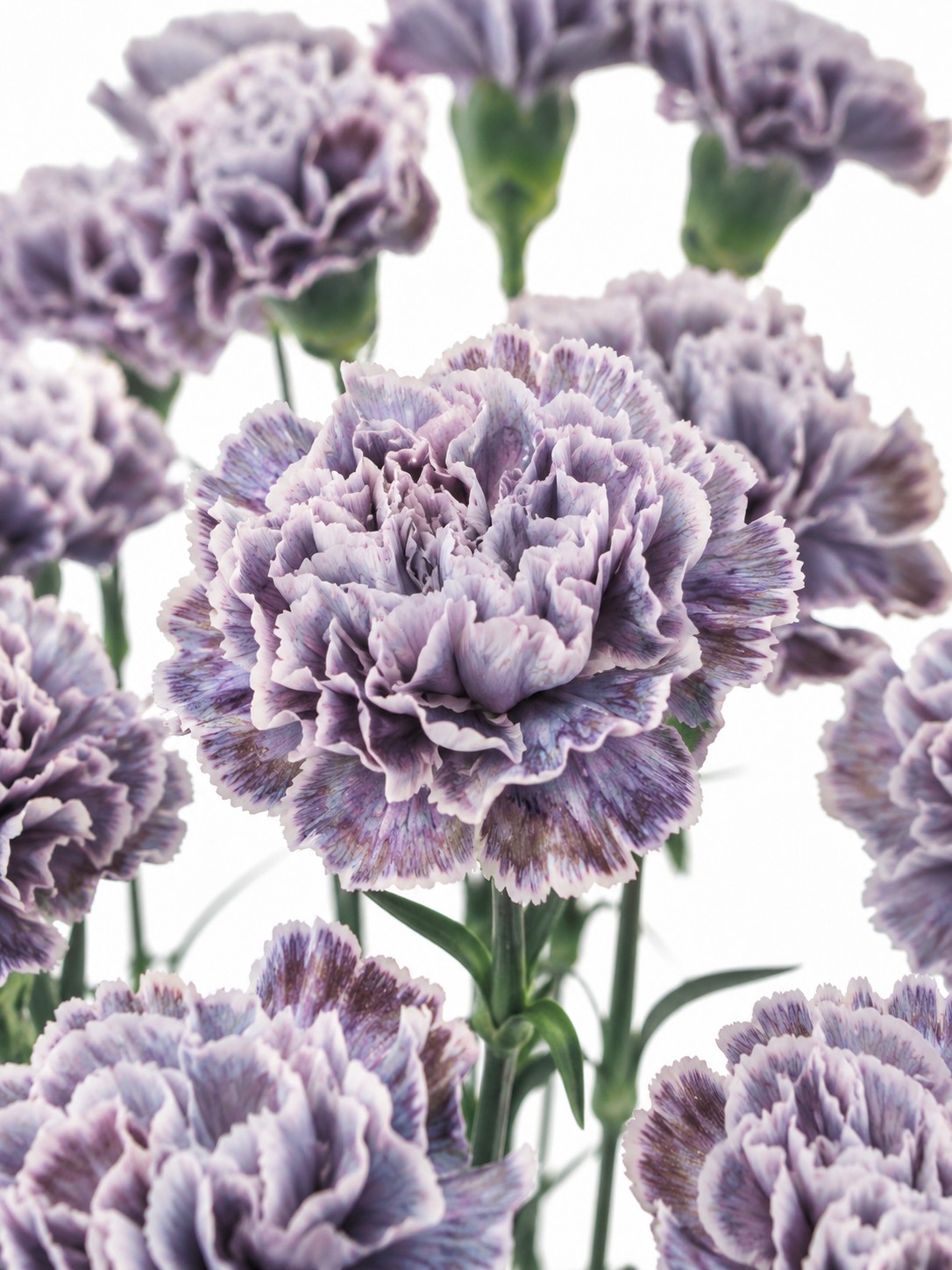 Edelnelken painted "Violetta" violett-weiß