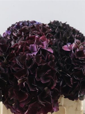 Hortensie 