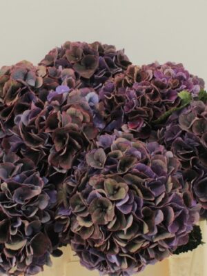Hortensie