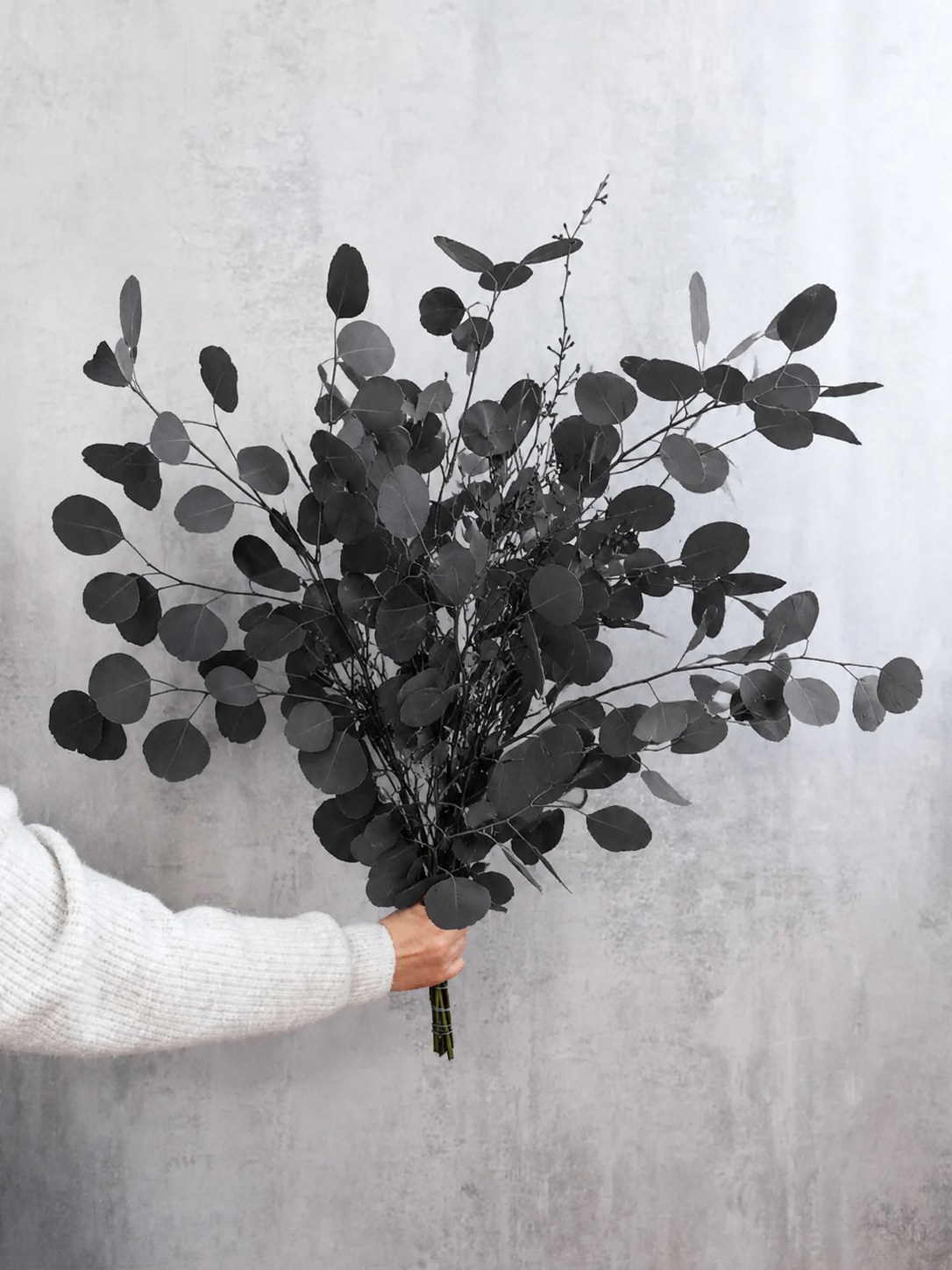 Eukalyptus "Populus" mit Beeren - painted - schwarz