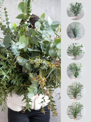 Eukalyptus-Mix - 6 Bund gemischter Eukalyptus