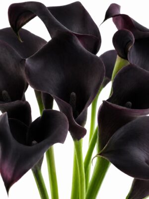 Calla