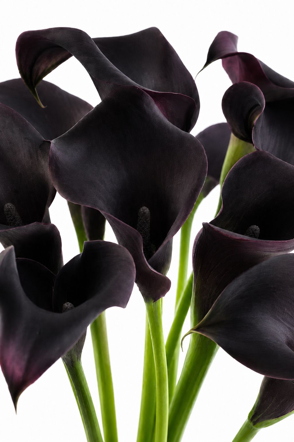 Calla "Escape" schwarz